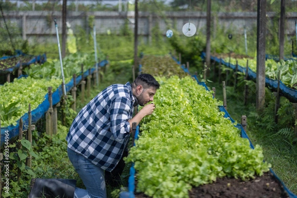 Fototapeta Organic Farmer Inspecting Lettuce and Soil Condition