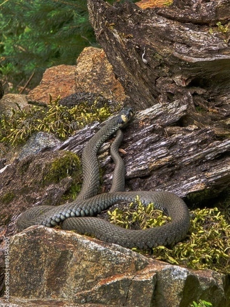 Obraz snake in the tree