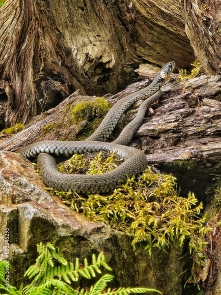 Obraz tree roots in the forest
