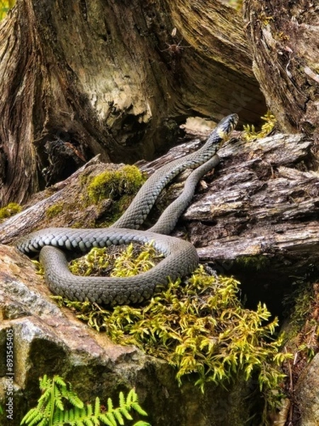 Obraz tree in the forest