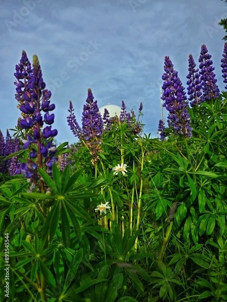 Obraz flowers in the garden