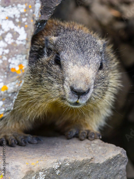 Fototapeta marmot #4