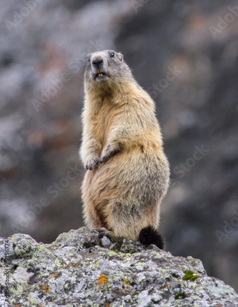 Fototapeta standing marmot #12