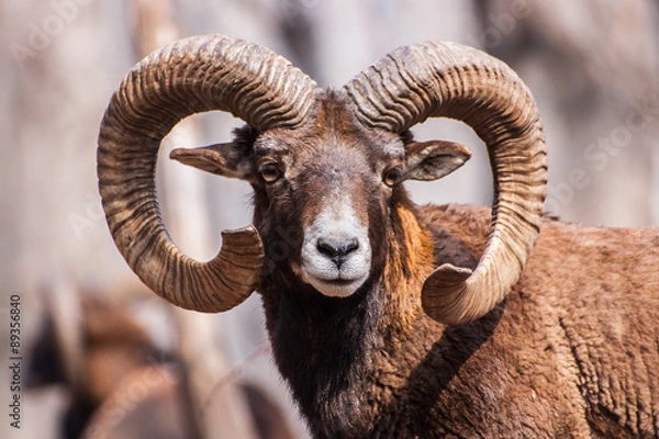 Fototapeta MUFLON #1