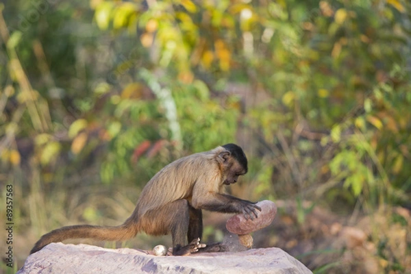 Obraz Kapuzineraffe zerschlägt Nuss mit Stein