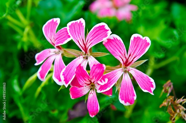 Fototapeta red flower