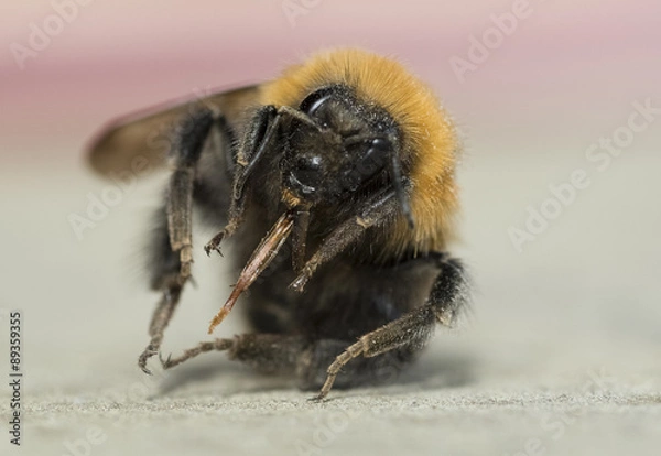 Fototapeta A bumble bee
