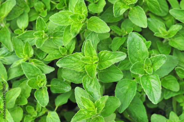 Obraz Świeżo rosnące oregano