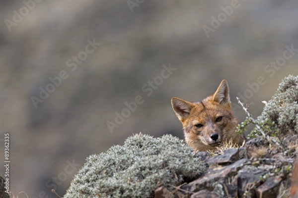 Obraz Andenschakal späht nach Beute