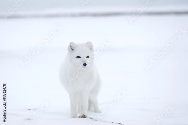 Obraz Polarfuchs