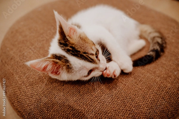 Obraz cat sleeping on the bed