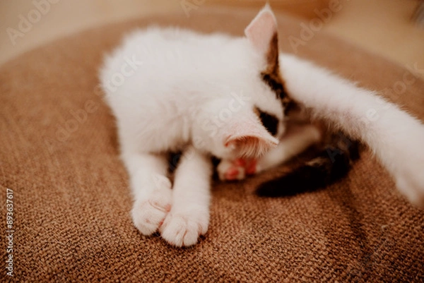 Obraz cat sleeping on the bed