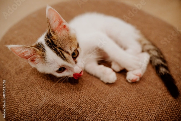 Obraz cat sleeping on the bed