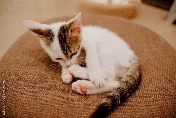 Obraz cat sleeping on the bed