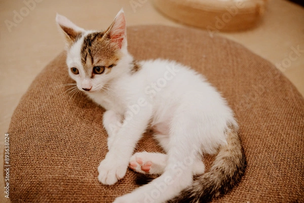 Obraz cat sleeping on the bed
