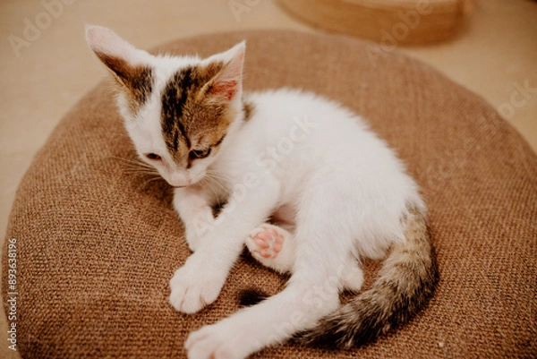 Obraz cat sleeping on the bed
