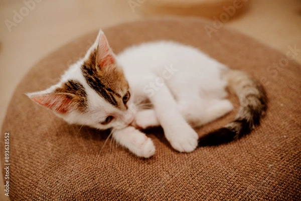 Obraz cat sleeping on the bed