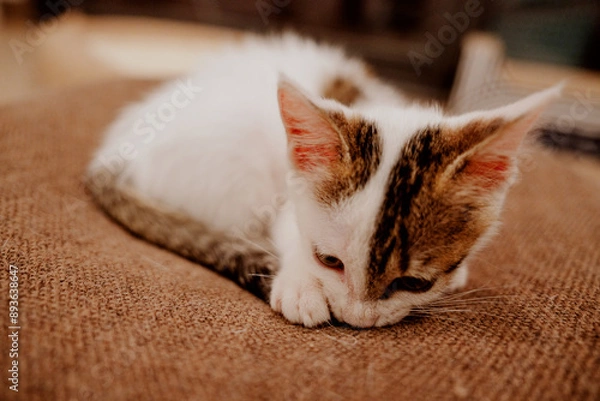 Obraz cat sleeping on the bed