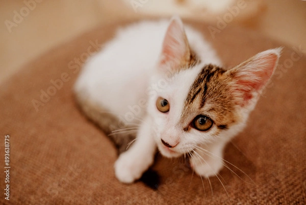 Obraz cat sleeping on the bed
