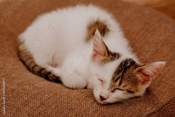 Obraz cat sleeping on the bed