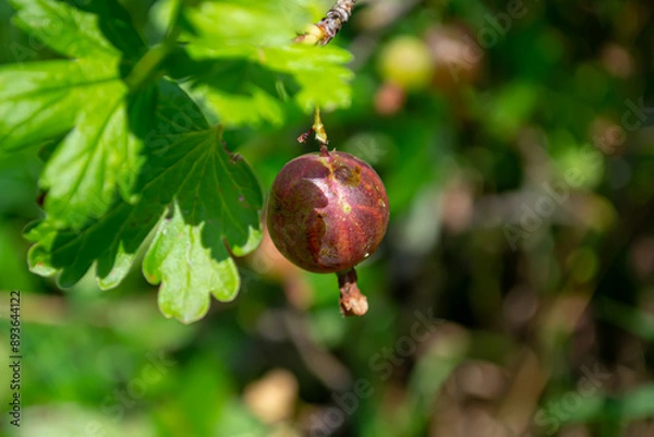 Fototapeta Gooseberry is an unpretentious crop, resistant to frost and drought.