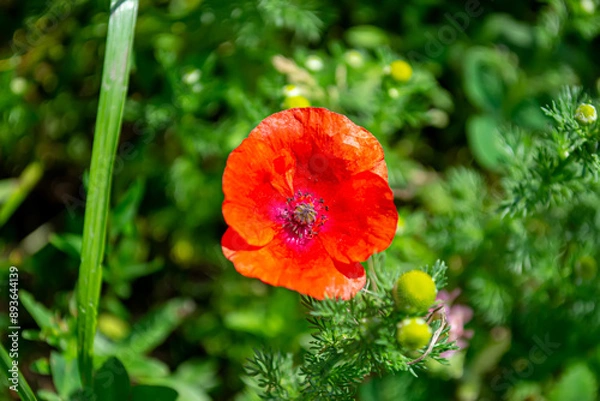 Fototapeta Beautiful flowers on a bright sunny summer day