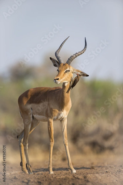 Fototapeta Impalabock mit Madenhacker