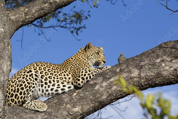 Fototapeta Leopard auf einem Baum