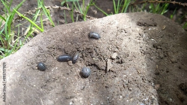 Fototapeta bugs on the ground