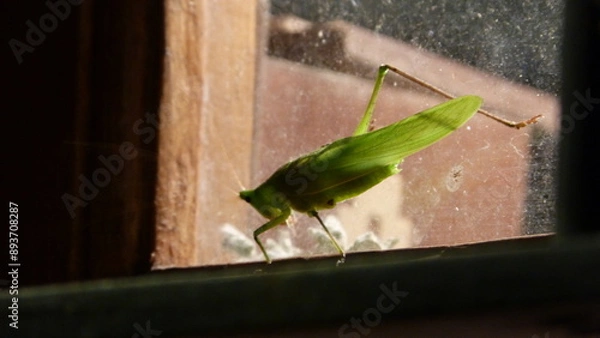 Fototapeta grasshopper on window