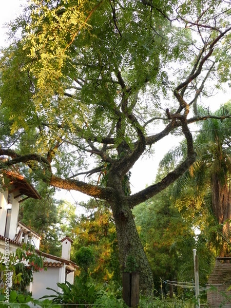Fototapeta tree in the park