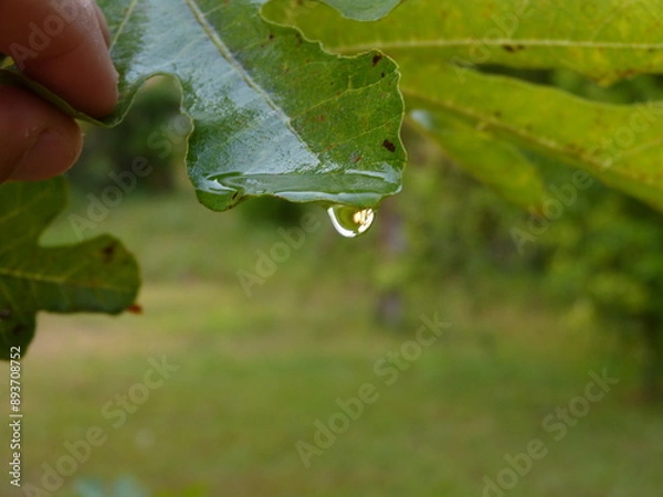 Fototapeta rain drops on leaf
