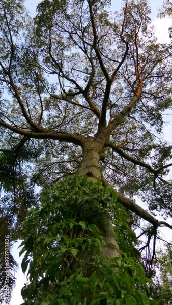 Fototapeta trees in the forest