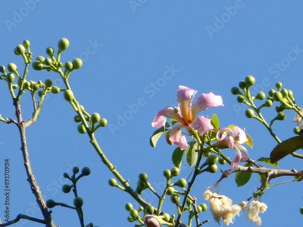 Fototapeta blossoming tree