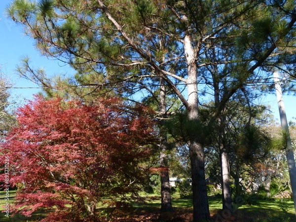 Fototapeta tall trees