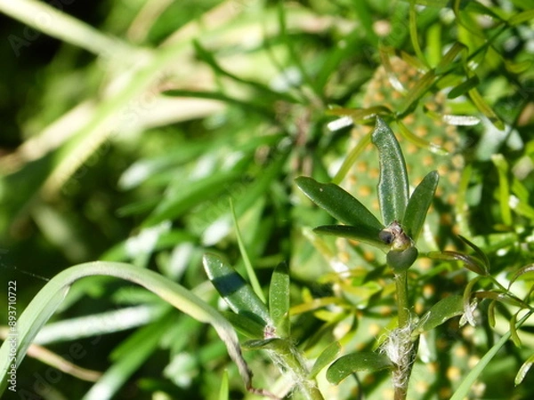 Fototapeta close up of green leaves