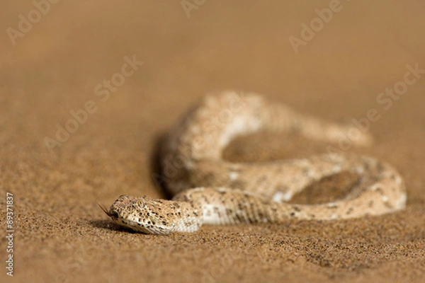 Obraz Zwergpuffotter in der Wüste