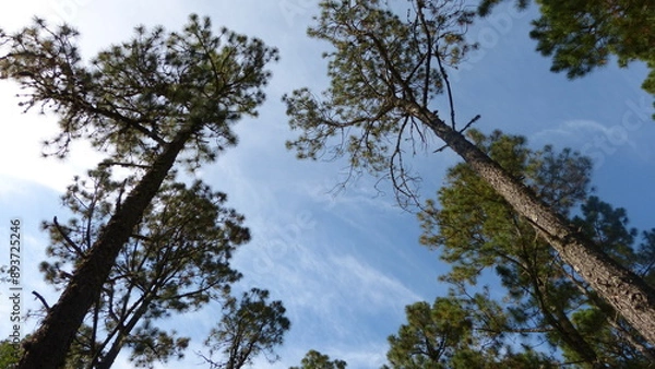 Obraz Sky and trees.