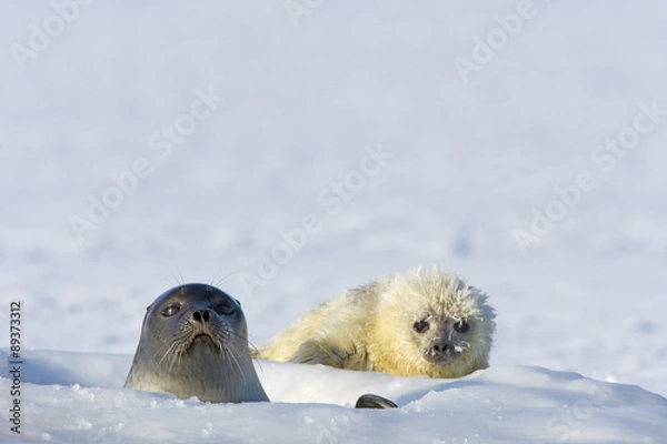 Obraz Ringelrobbe mit Robbenbaby am Atemloch