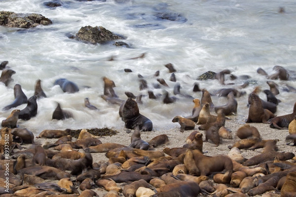 Obraz Mähnenrobbenkolonie am Strand
