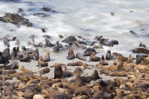 Obraz Mähnenrobbenkolonie am Strand