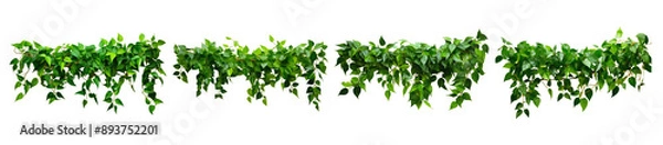 Fototapeta Five green vine garlands on white background display lush, cascading foliage, highlighting plant's natural beauty. Symmetrical arrangement adds elegance