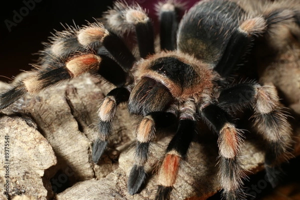 Obraz Brachypelma smithi