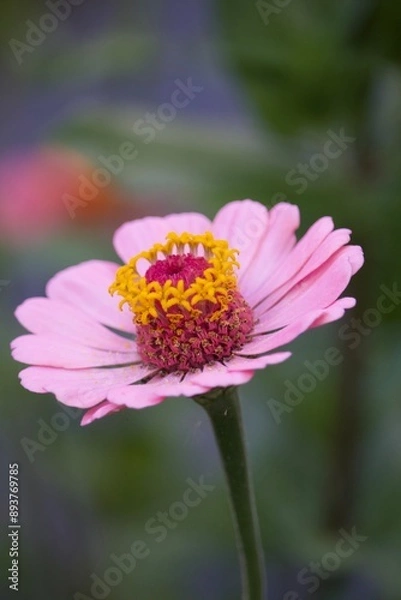 Obraz Sommerliche, bunte Blume 