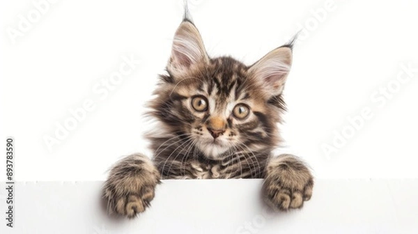 Fototapeta Playful Maine Coon kitten posing with empty sign on white backdrop