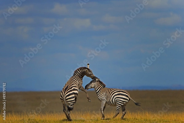 Obraz Steppenzebras kämpfen miteinander