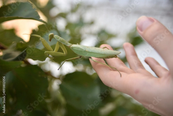 Obraz praying mantis walks from hand to greeen leaf