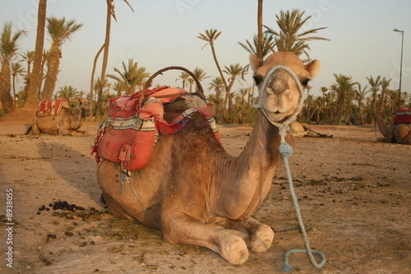 Obraz wielbłąd