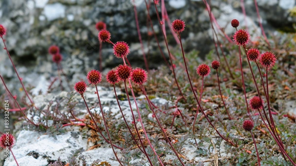 Obraz plants in the field