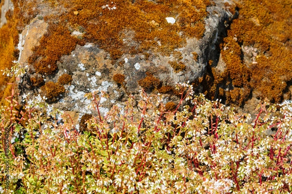 Obraz lichen on stone